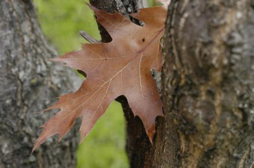 Fotografia de Vir - Galeria Fotografica: Naturaleza - Foto: 