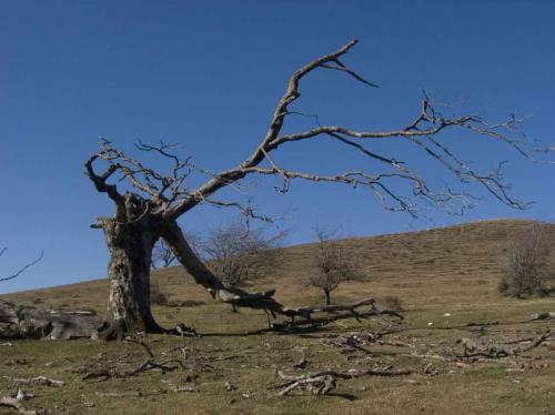 Fotografia de Oskar - Galeria Fotografica: Las primeras - Foto: Ballo 01