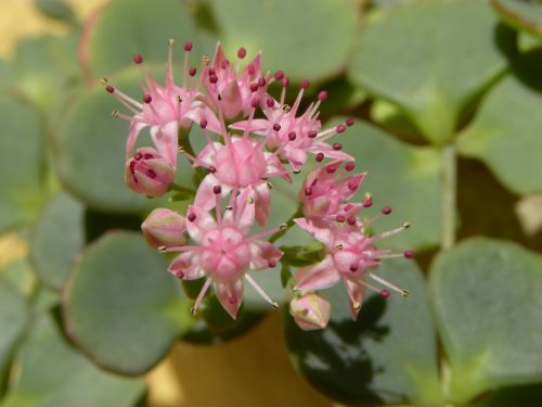 Fotografia de alvaritoss - Galeria Fotografica: Top makross - Foto: 