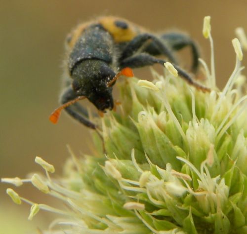 Fotografia de alvaritoss - Galeria Fotografica: Top makross - Foto: 