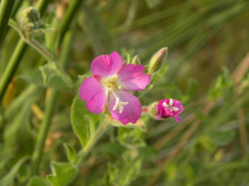 Fotografia de alvaritoss - Galeria Fotografica: Top makross - Foto: 