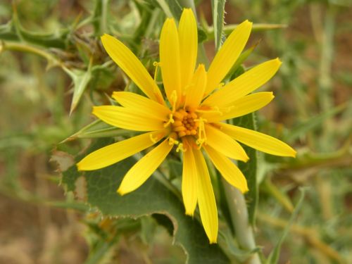 Fotografia de alvaritoss - Galeria Fotografica: Top makross - Foto: 