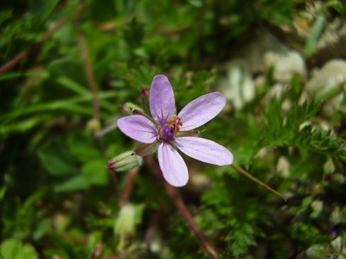 Fotografia de alvaritoss - Galeria Fotografica: Top makross - Foto: 