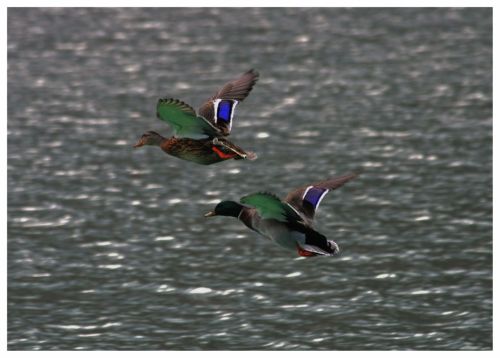 Fotografia de julio s - Galeria Fotografica: Aves - Foto: El vuelo de los patos