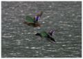 Foto de  julio s - Galería: Aves - Fotografía: El vuelo de los patos
