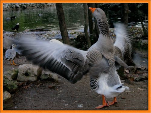 Fotografia de julio s - Galeria Fotografica: Aves - Foto: pato