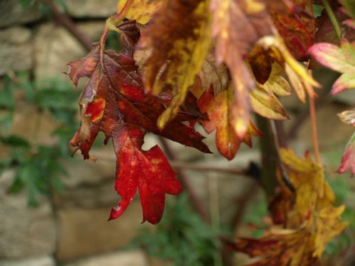 Fotografia de DECODECNA - Galeria Fotografica: EN EL JARDIN - Foto: ROJO OTOO