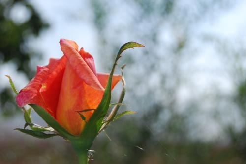 Fotografia de Carlos Contreras - Galeria Fotografica: Un da en el campo - Foto: Rosa imperfecta