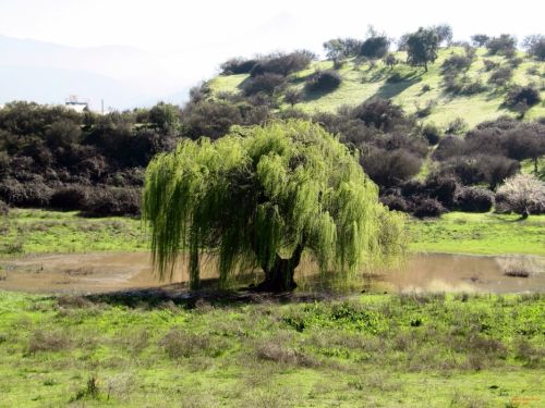 Fotografia de Daniel Rojas Araya - Galeria Fotografica: Agreste - Foto: Sauce llorn