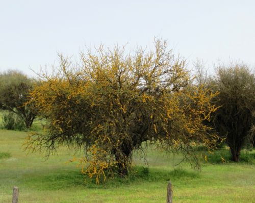 Fotografia de Daniel Rojas Araya - Galeria Fotografica: Agreste - Foto: 