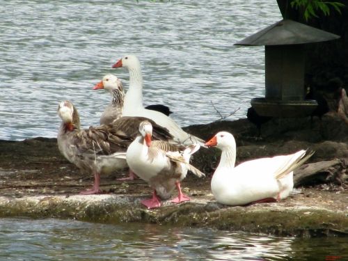 Fotografia de Daniel Rojas Araya - Galeria Fotografica: Agreste - Foto: 