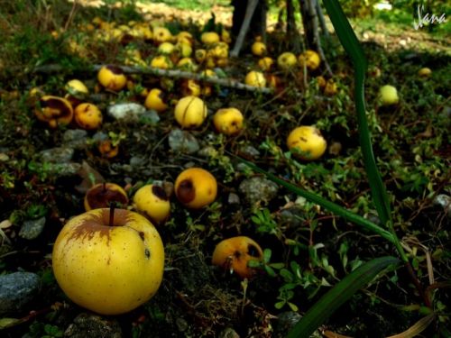 Fotografia de Lizardbly - Galeria Fotografica: A la vera II - Foto: La manzana podrida