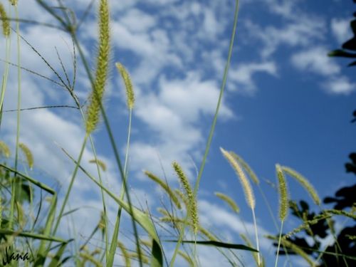 Fotografia de Lizardbly - Galeria Fotografica: A la vera II - Foto: 