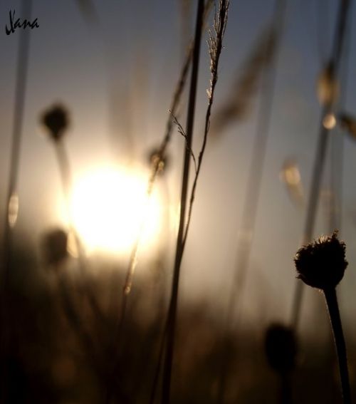 Fotografia de Lizardbly - Galeria Fotografica: A la vera II - Foto: 