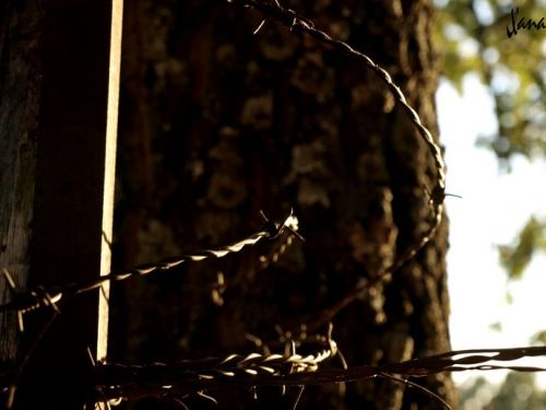 Fotografia de Lizardbly - Galeria Fotografica: A la vera II - Foto: 