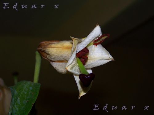 Fotografia de Eduarx - Galeria Fotografica: Naturalesa - Foto: 