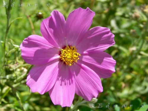 Fotografia de Eduarx - Galeria Fotografica: Naturalesa - Foto: 