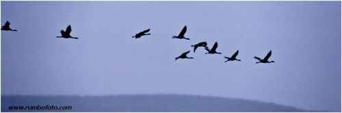 Fotografia de rumbofoto - Galeria Fotografica: Grullas en el p�ramo - Foto: 