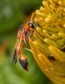 Fotos de FotoSwing -  Foto: FOTOSWING - Nectar