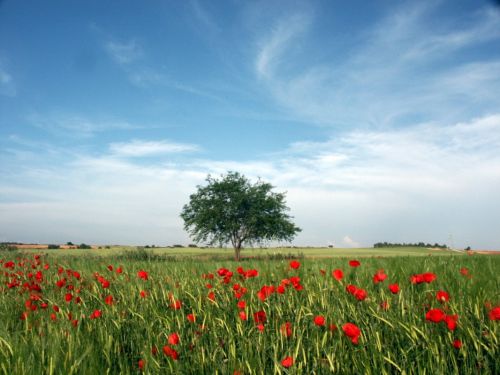 Fotografia de Franjo - Galeria Fotografica: Momentos - Foto: 