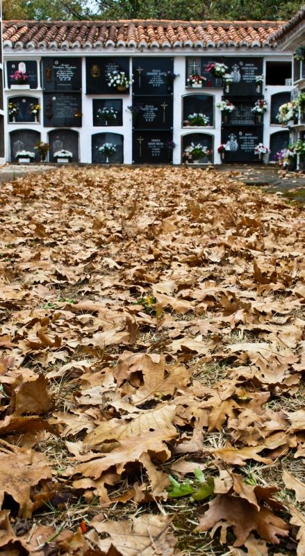 Fotografia de F.J.P - Galeria Fotografica: Naturaleza Muerta - Foto: Naturaleza Muerta