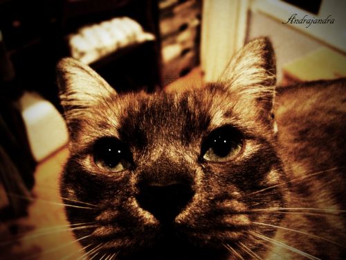 Fotografia de Andrajandra - Galeria Fotografica: naturaleza - Foto: mirada