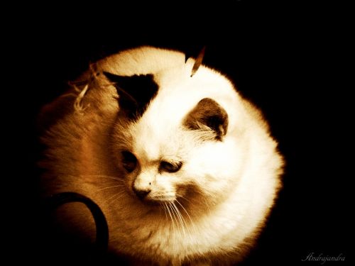 Fotografia de Andrajandra - Galeria Fotografica: naturaleza - Foto: cat