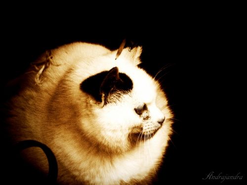 Fotografia de Andrajandra - Galeria Fotografica: naturaleza - Foto: cat1