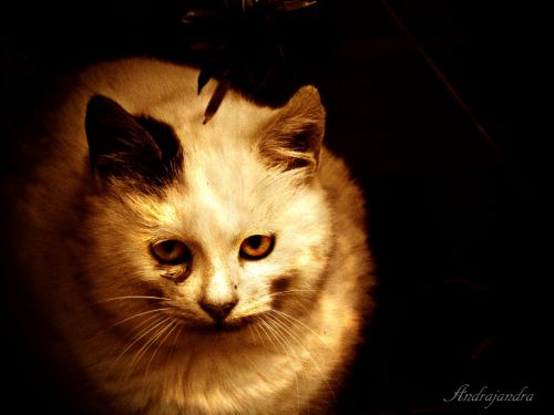 Fotografia de Andrajandra - Galeria Fotografica: naturaleza - Foto: cat2