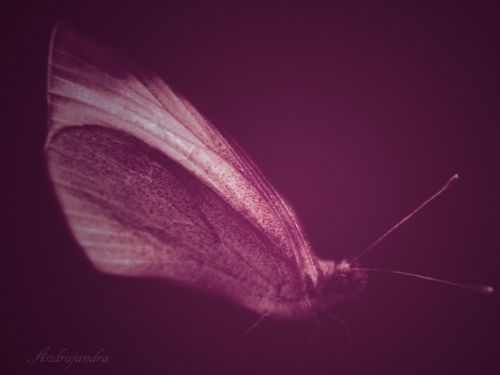 Fotografia de Andrajandra - Galeria Fotografica: naturaleza - Foto: polilla