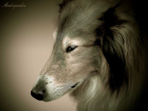 Fotografia de Andrajandra - Galeria Fotografica: naturaleza - Foto: dog