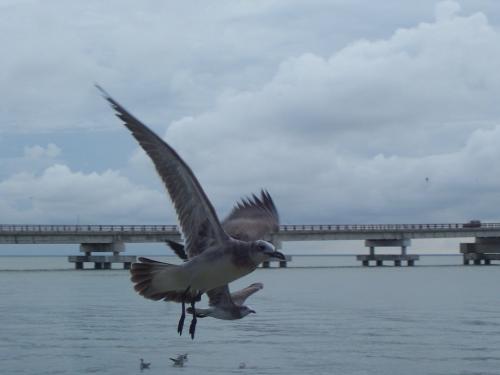 Fotografia de Tauss - Galeria Fotografica: MAR Y AVES - Foto: GRISES