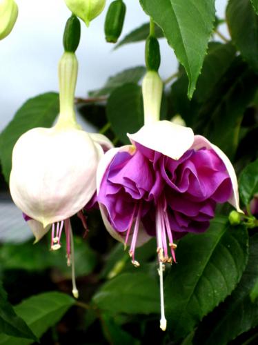 Fotografia de Marina - Galeria Fotografica: Flores - Foto: Dienten