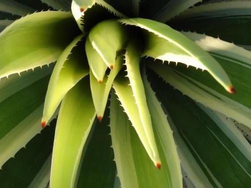 Fotografia de IMAGEN DIGITAL - Galeria Fotografica: VERDE QUE TE QUIERO VERDE - Foto: VERDE