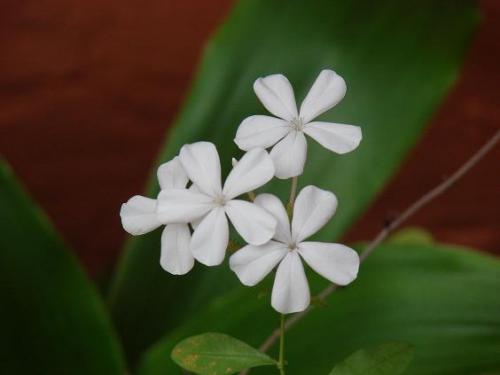 Fotografia de IMAGEN DIGITAL - Galeria Fotografica: VERDE QUE TE QUIERO VERDE - Foto: MINI FLOR