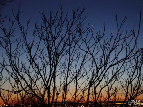 Fotografia de Seby - Galeria Fotografica: Nocturna - Foto: Ramas en la noche