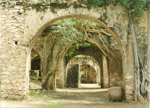 Fotografia de guizmo - Galeria Fotografica: amates y haciendas - Foto: 