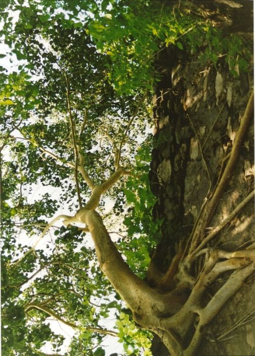 Fotografia de guizmo - Galeria Fotografica: amates y haciendas - Foto: 