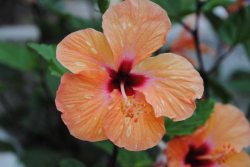 Fotografia de antonioortega - Galeria Fotografica: Materia viva II - Foto: 