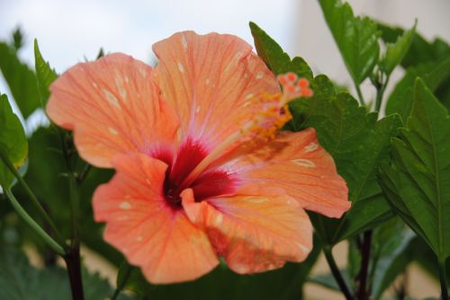 Fotografia de antonioortega - Galeria Fotografica: Materia viva II - Foto: 