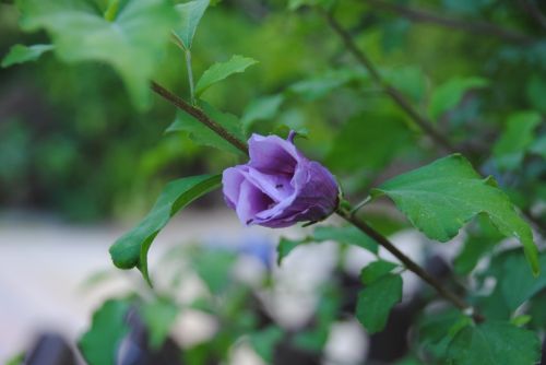 Fotografia de antonioortega - Galeria Fotografica: Materia viva II - Foto: 