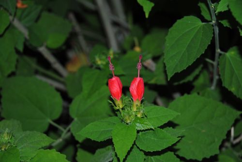 Fotografia de antonioortega - Galeria Fotografica: Materia viva II - Foto: 