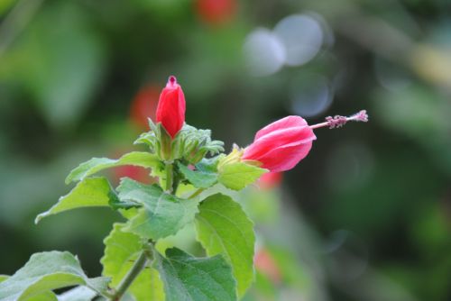 Fotografia de antonioortega - Galeria Fotografica: Materia viva II - Foto: 