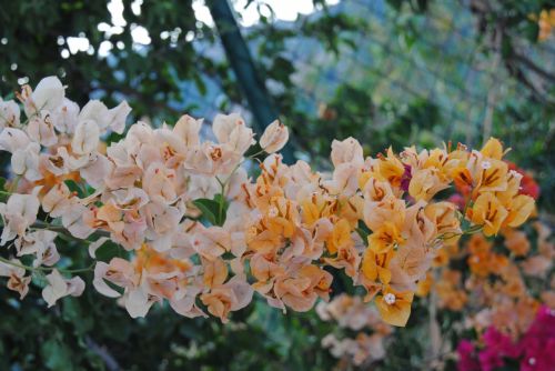 Fotografia de antonioortega - Galeria Fotografica: Materia viva II - Foto: 