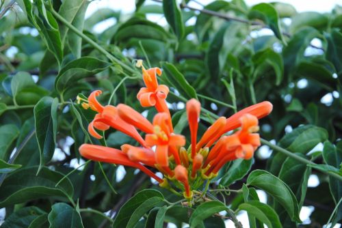 Fotografia de antonioortega - Galeria Fotografica: Materia viva II - Foto: 