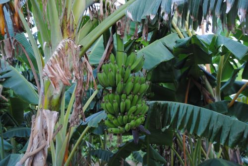 Fotografia de antonioortega - Galeria Fotografica: Materia viva II - Foto: 