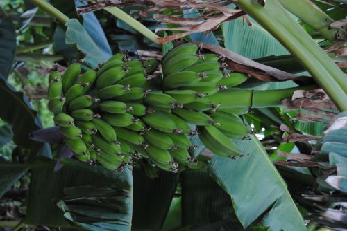 Fotografia de antonioortega - Galeria Fotografica: Materia viva II - Foto: 