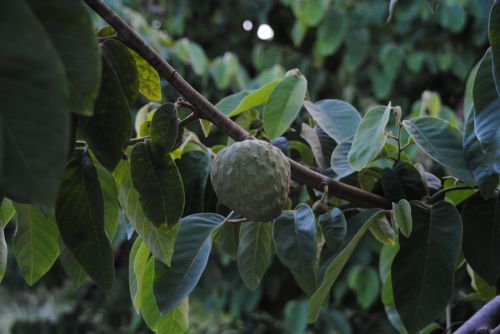 Fotografia de antonioortega - Galeria Fotografica: Materia viva II - Foto: 