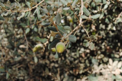 Fotografia de antonioortega - Galeria Fotografica: Materia viva II - Foto: 