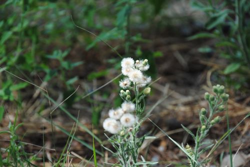 Fotografia de antonioortega - Galeria Fotografica: Materia viva II - Foto: 